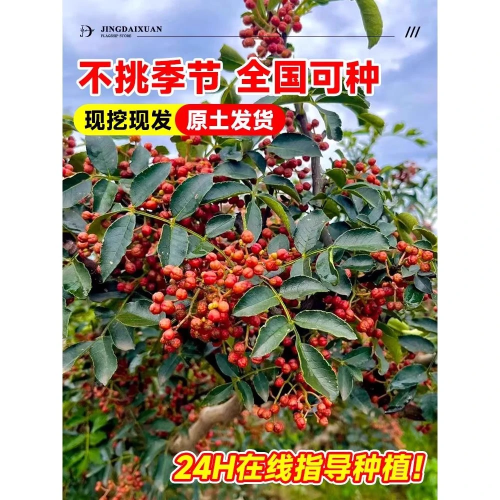 花椒苗树四川大红袍特麻椒九叶青花椒苗地栽盆栽果树果苗当年结果