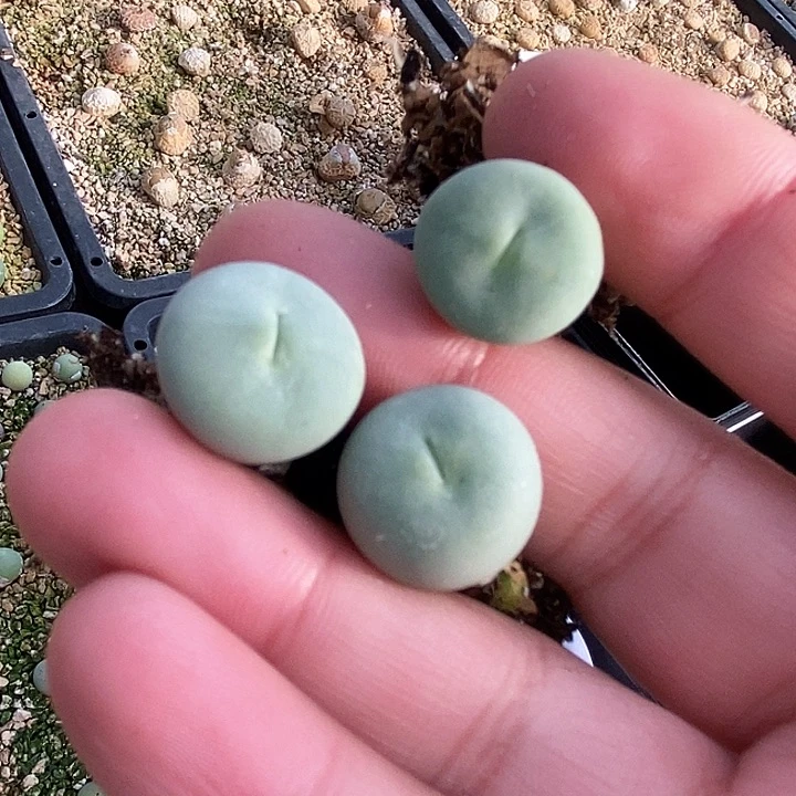 27553一组嘟嘟嘴