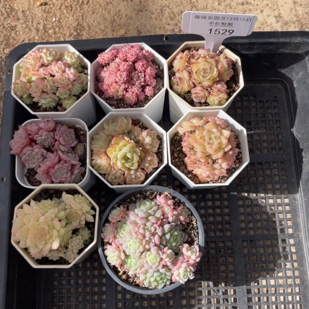 不包整散 盆子不售后1529