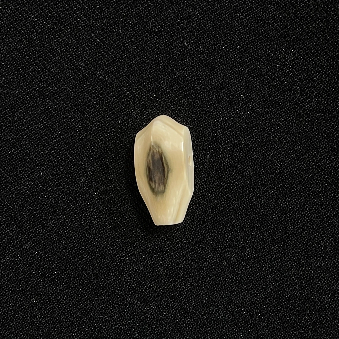 DS310 蓝眼鲨鱼背三通 只做天然猛犸牙