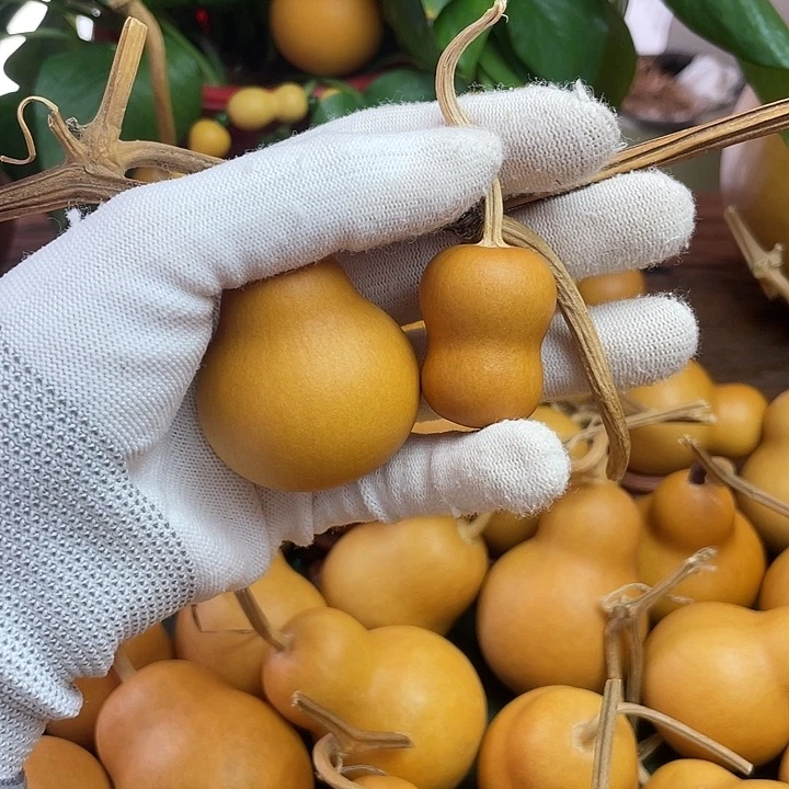 逃**夭逃之夭夭专拍专拍专拍