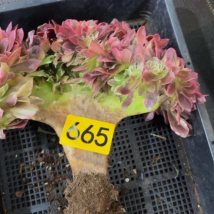 多肉植物福利665