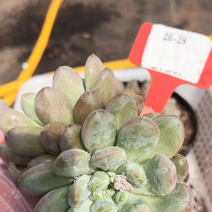 26.28咖菲豆一个脱土