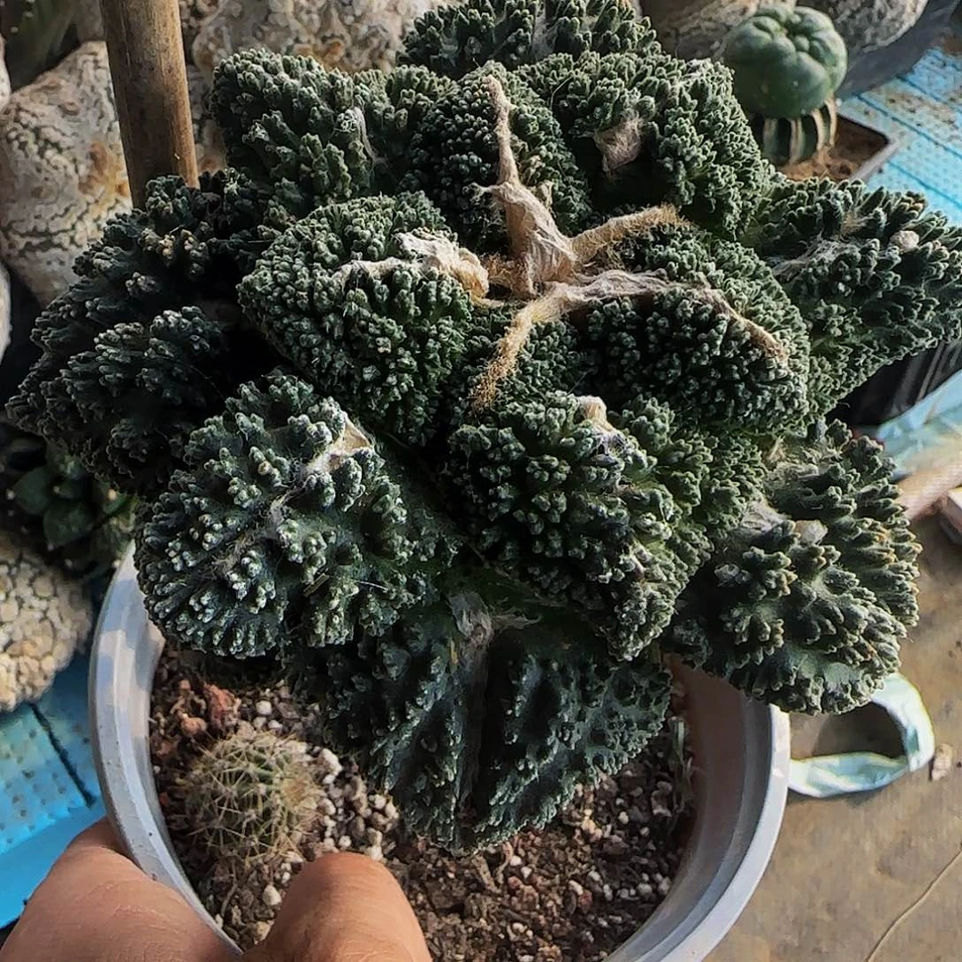 哥斯拉006仙人球