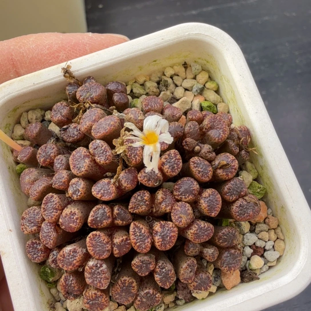 11-25-c18 ts450 红蝴蝶大群