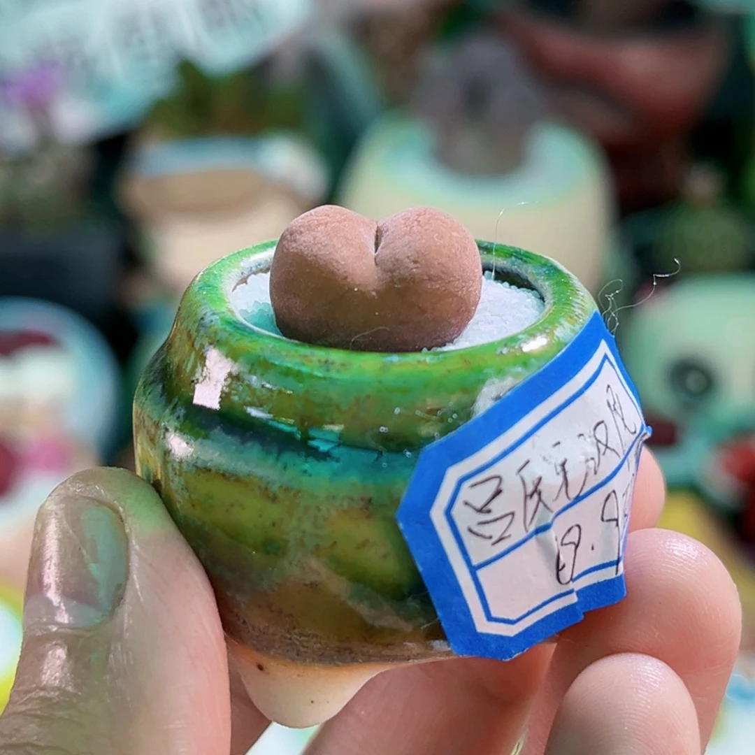 062吕氏毛汉尼连盆带土包邮