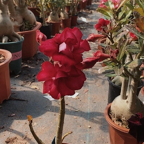 【闪购商品】@***写绿植