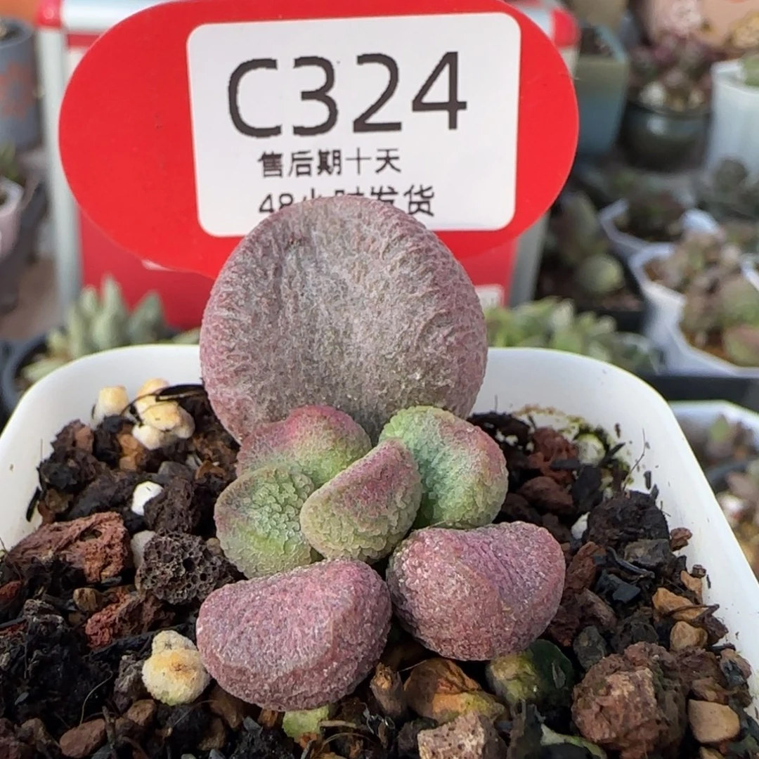 红烧肉。   324。
