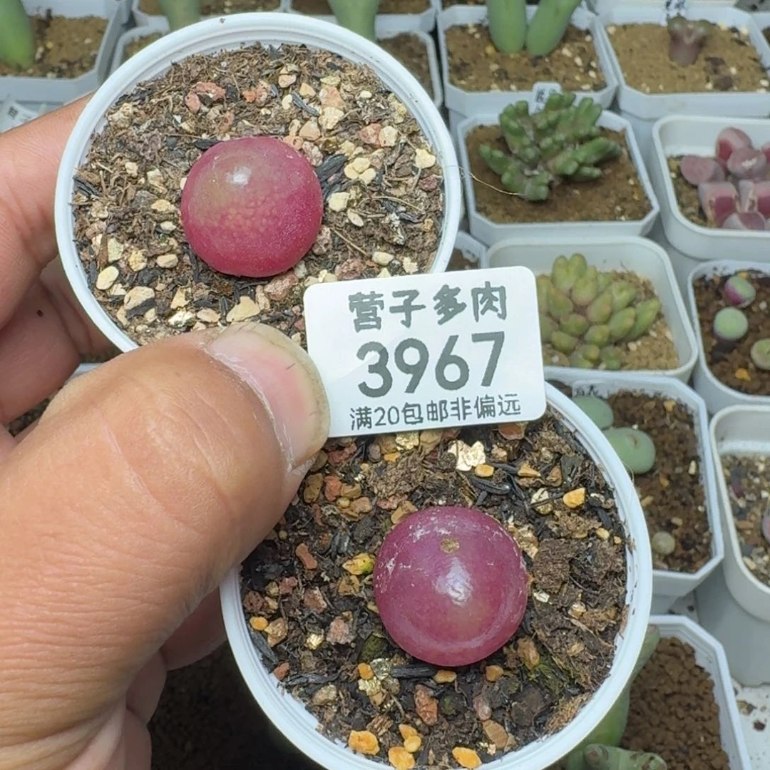 灯泡两颗带盆土。