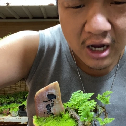 红陶杨*喵一物一拍所见即所得290