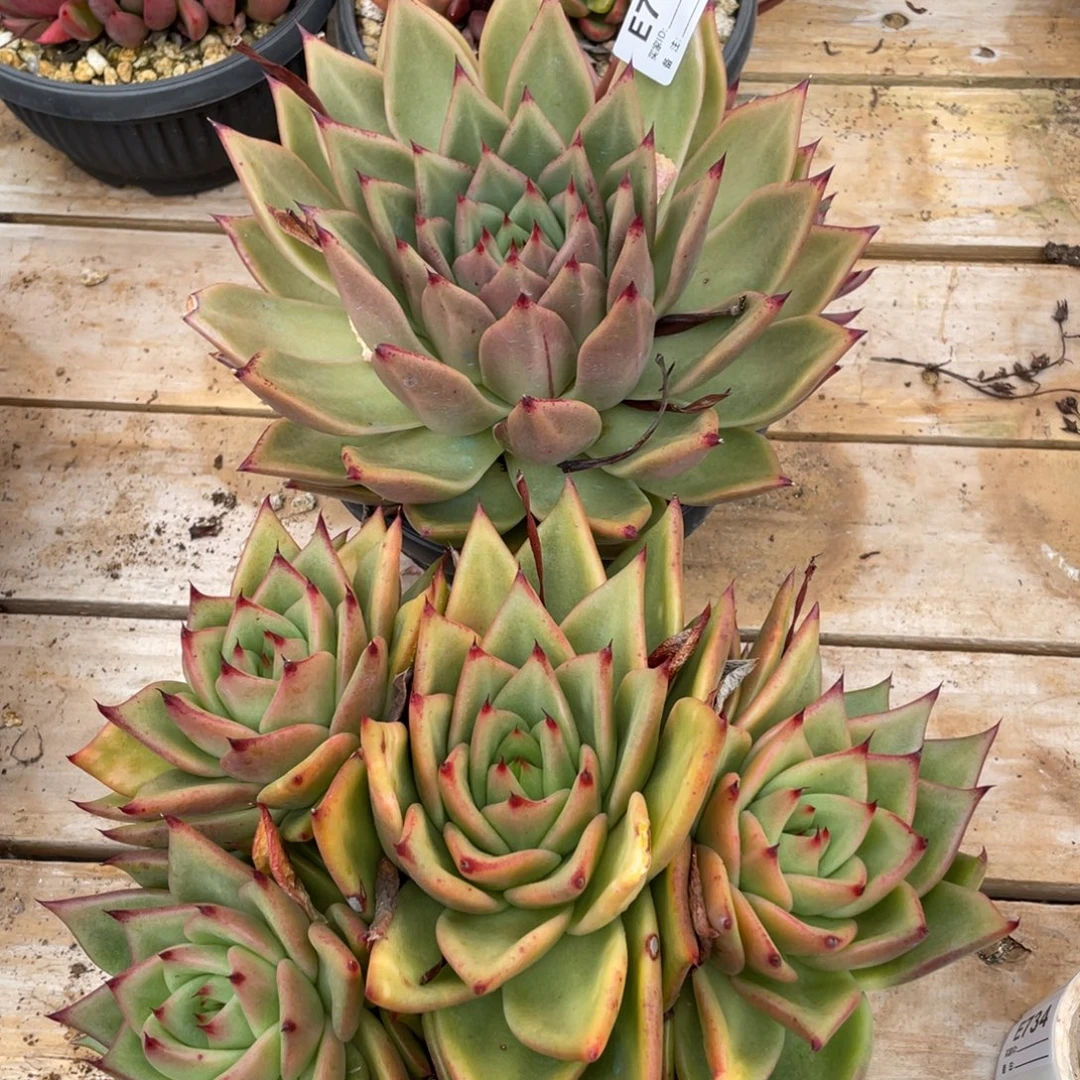 无花朵若如东云组拍E733