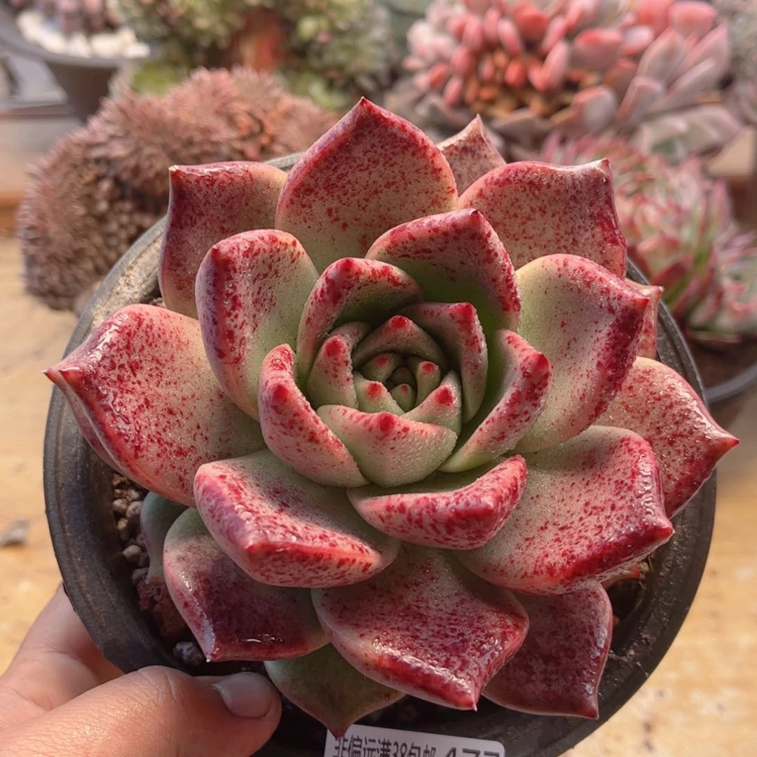 477红颜蜜语德华多肉