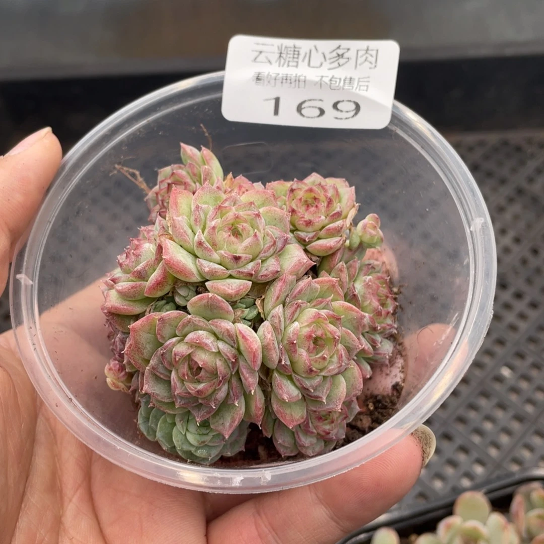 云糖心多肉植物169