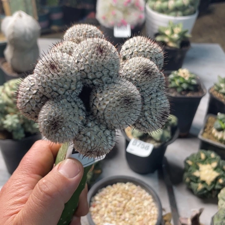 占***元788直刺佩勒仙人球