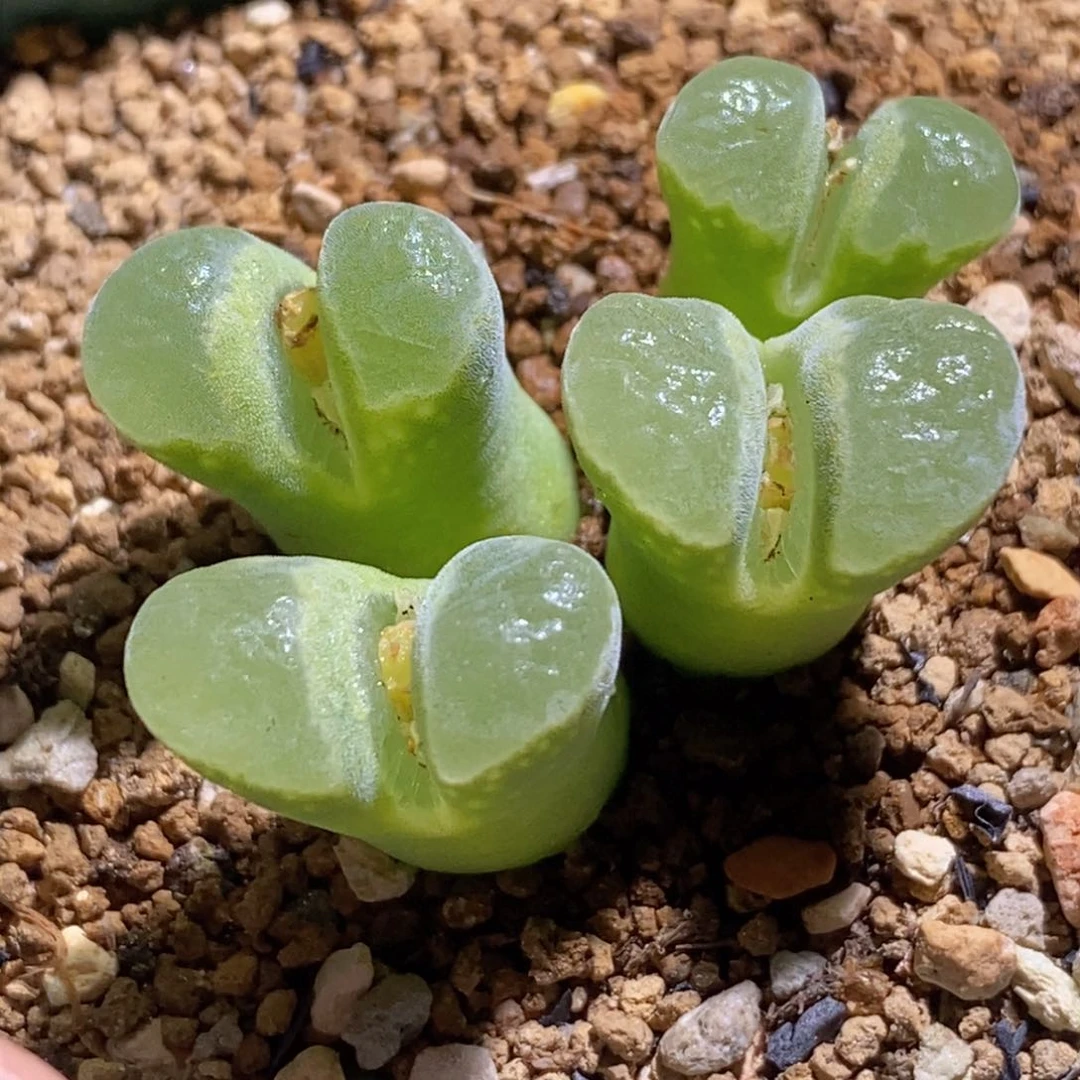 墨绿体极窗墨绿体极窗四头