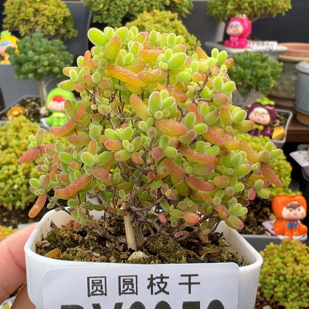 dy6959精控蜜橘糖球冠幅5.5cm