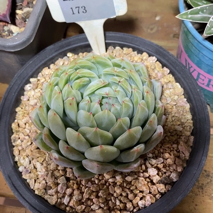 D173- 直播福利 雪花珍妮