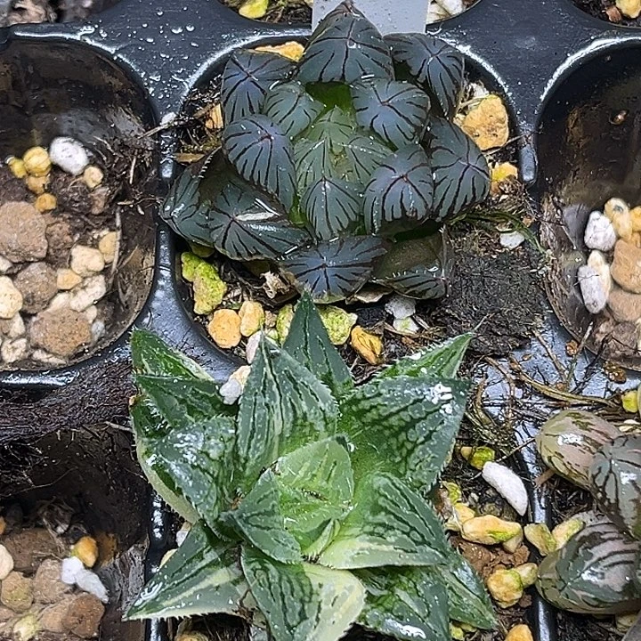 370龙爪玉露+实生寿锦脱土发货