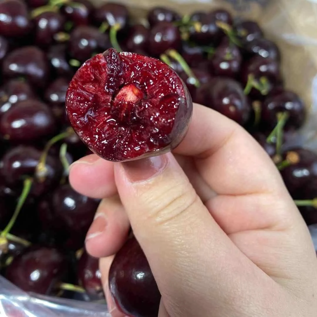 【智利海运车厘子】桑提娜车厘子2JD5斤樱桃智利共和国进口 内附果径卡桑提娜樱桃智利共和国