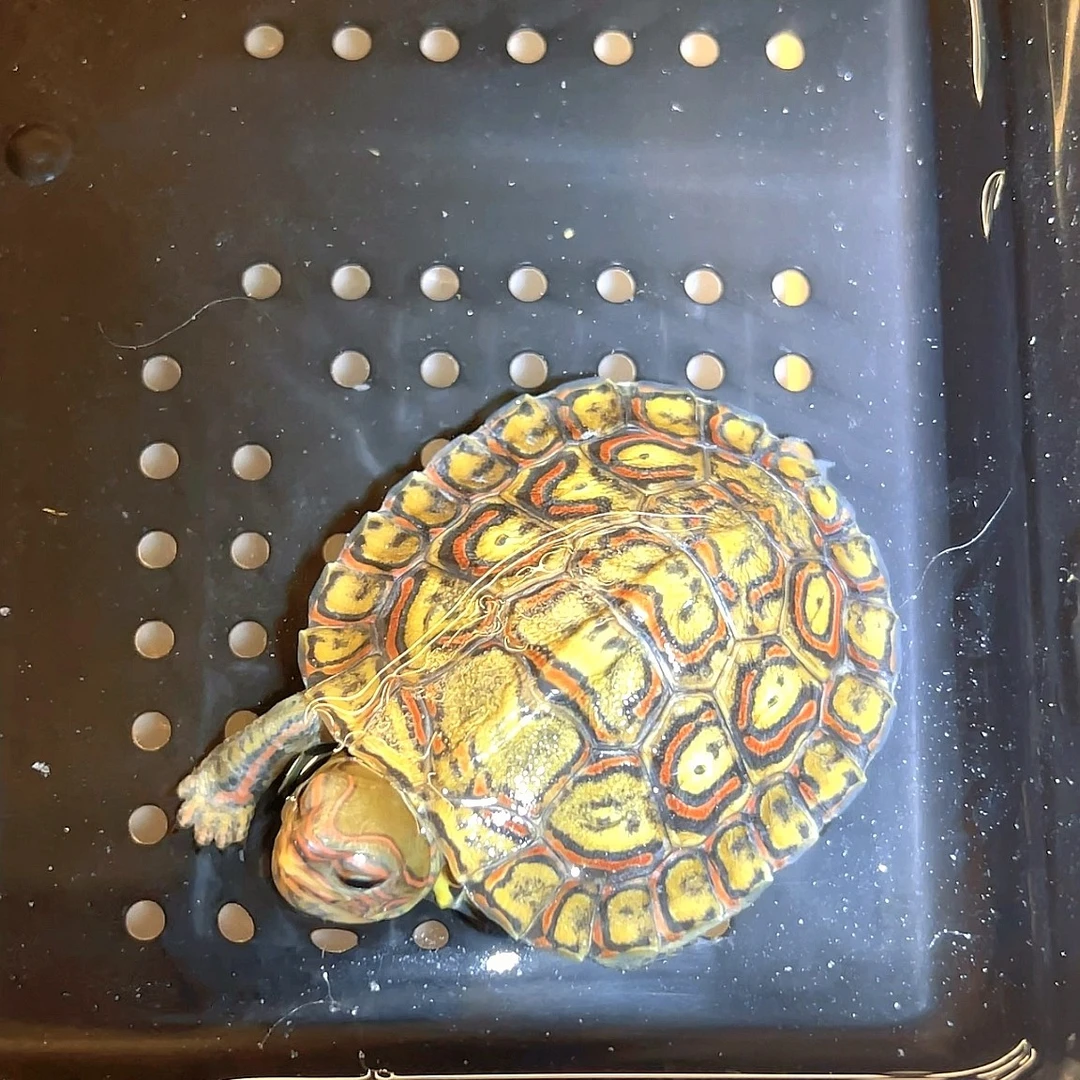 油彩木纹，半水龟，非蛋龟，宠物龟