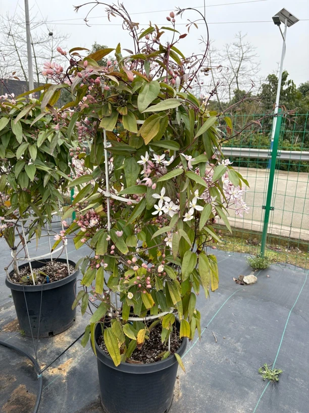 铁线莲幻紫五加仑，打木架发德邦物流