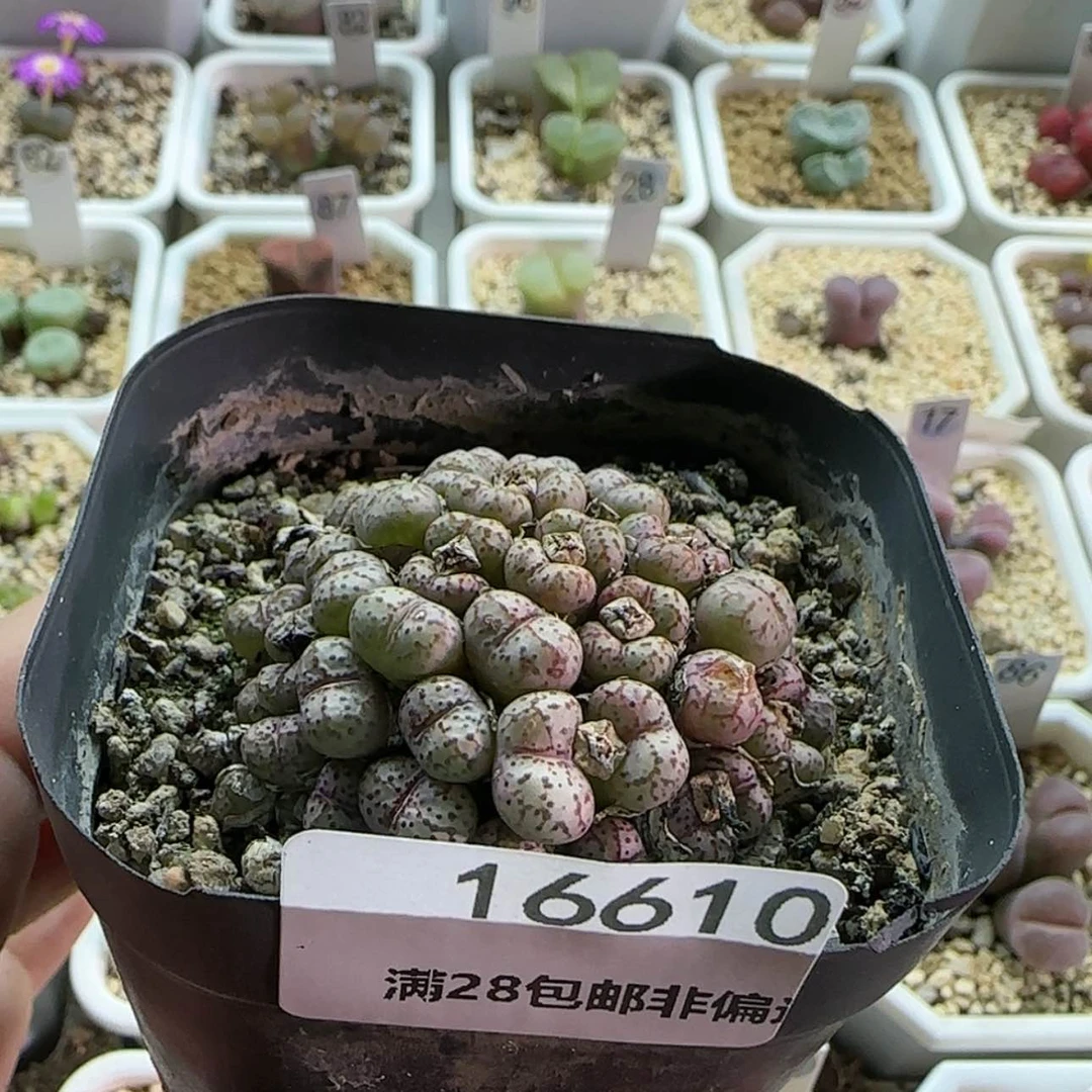 【闪购商品】16610