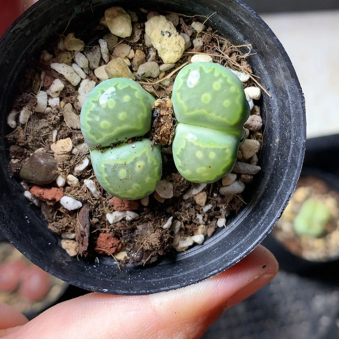 T395多肉植物保护