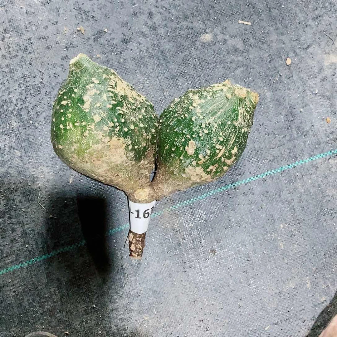 【闪购商品】大*陳163