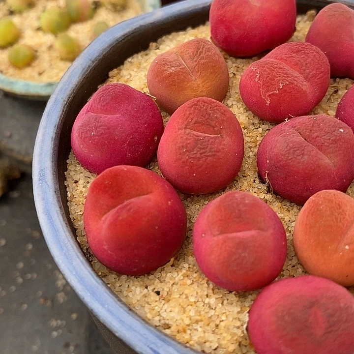 红樱桃2颗一组一组