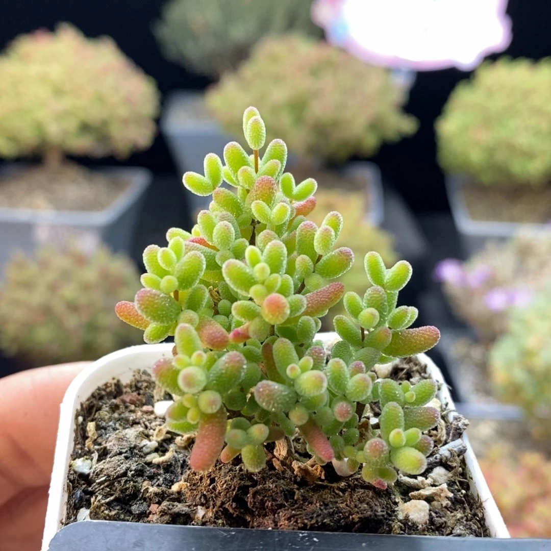 1000蜜橘糖球。