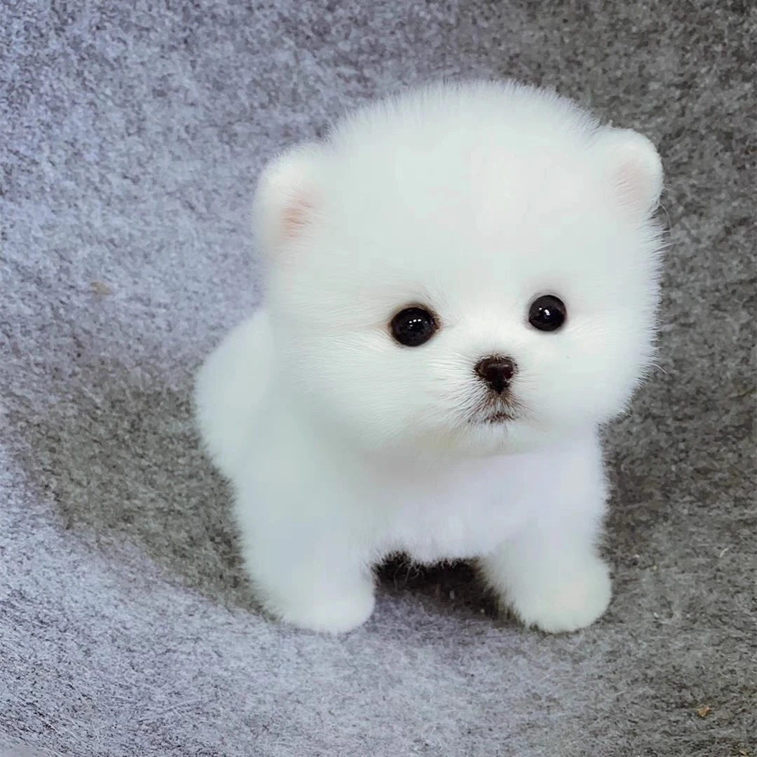 纯种小体狗长不大幼犬