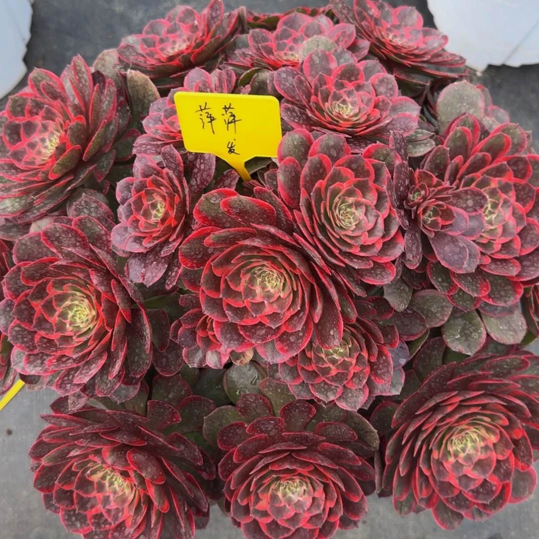 粉花妖88888888888