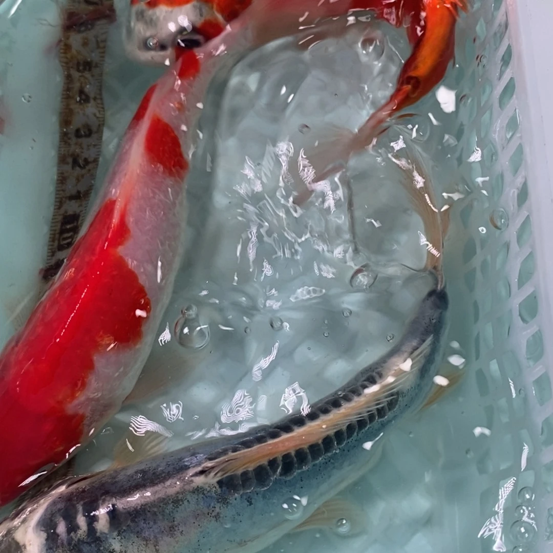 锦鲤冷水锦鲤包邮