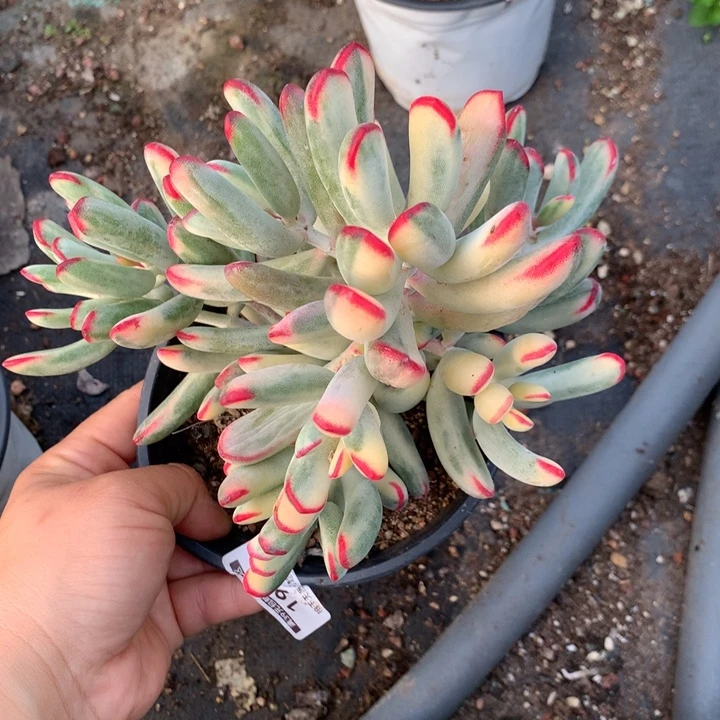 无花朵帮叶福娘锦1958