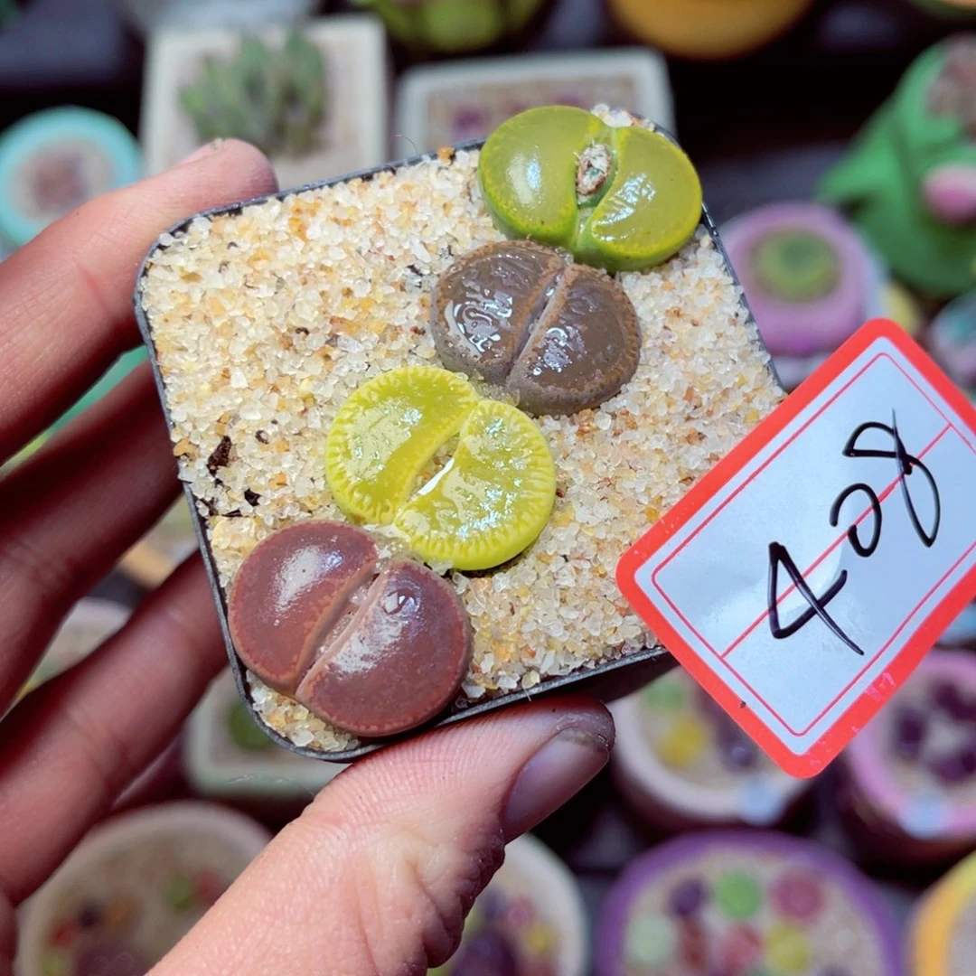 408生石花带盆发