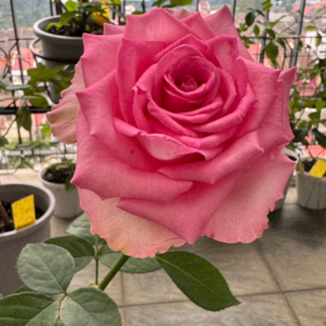 粉色挚爱月季 根接苗 一加仑大花 多季开花 修剪发货