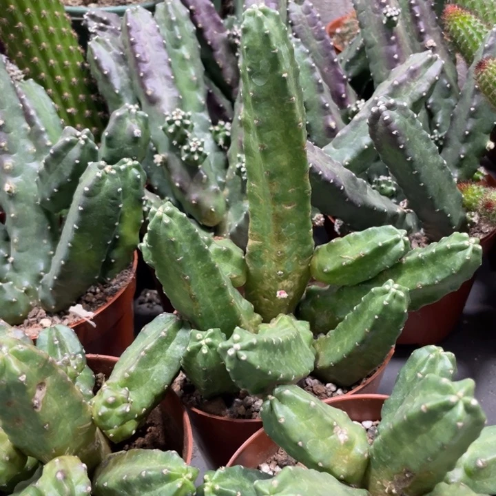 群生桃太懒一杯多头15.8