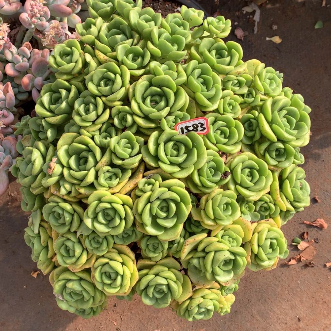 百合丽丽1583晓晓一物一拍