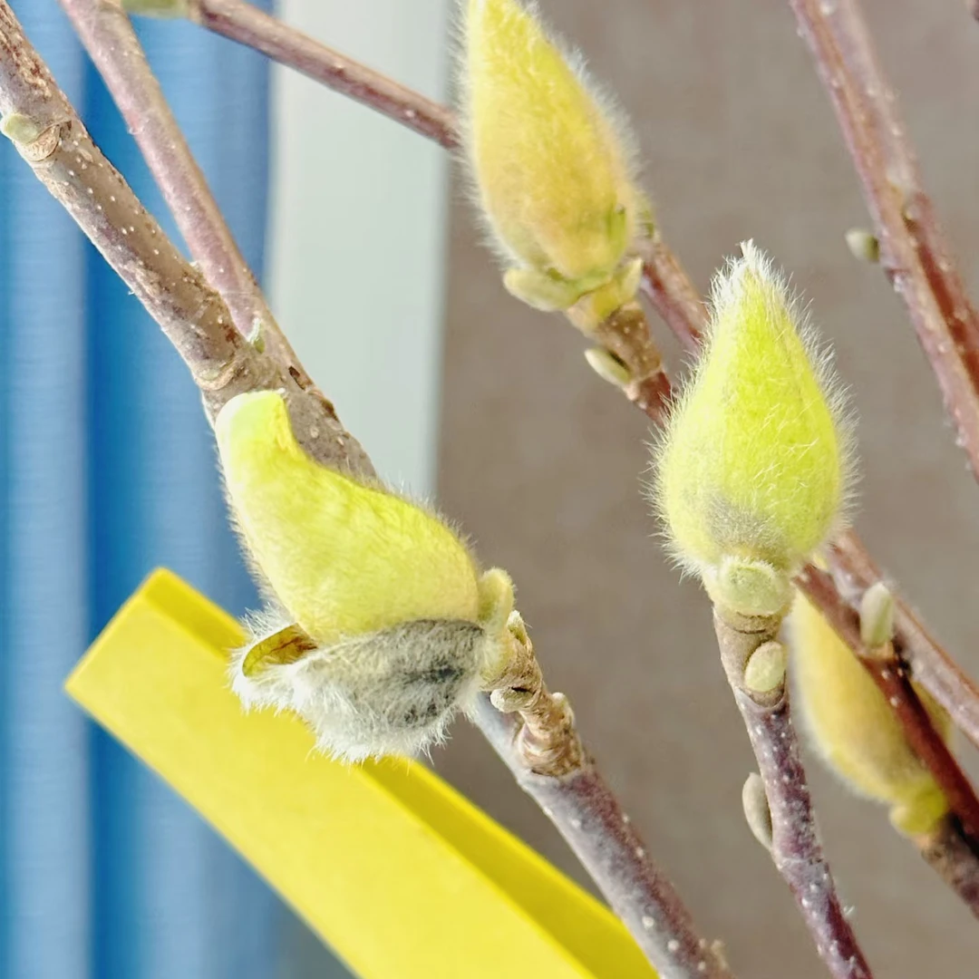 玉兰花干支白色一份