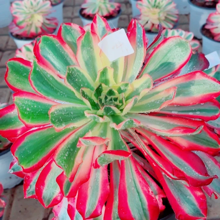 冰***莲云南红魔女好看4号