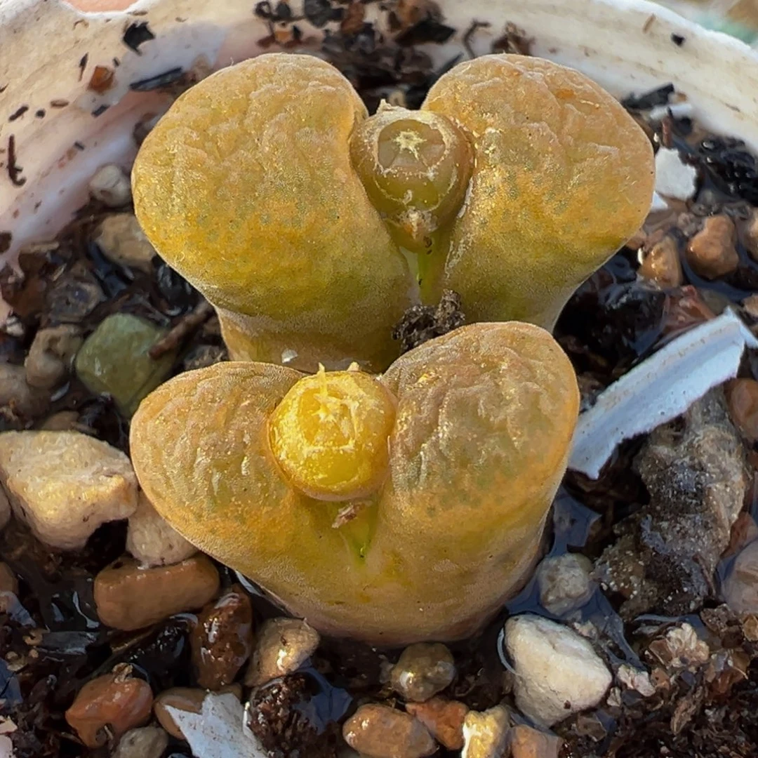 085多肉植物种类多样