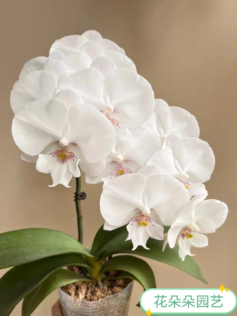 【白雪公主】蝴蝶兰苗子3.0杯带花剑稀少品爆花品中大花