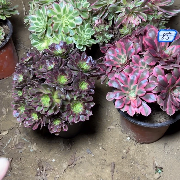 多肉植物砍过四颗法师85