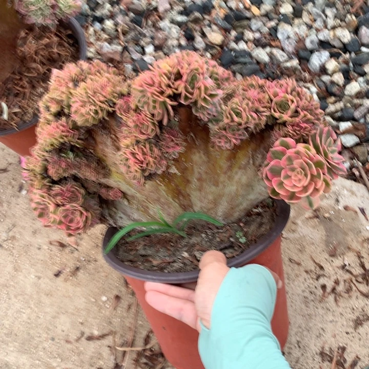 微瑕倾城朵朵脱土发货