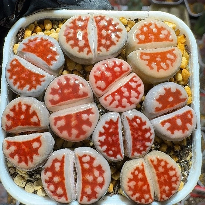 生石花122222。  91