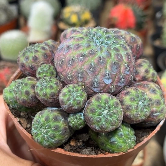 完全开放紫丽丸群