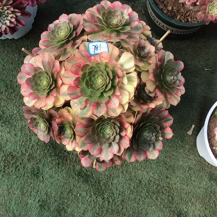 吉****781雨荷多肉法师