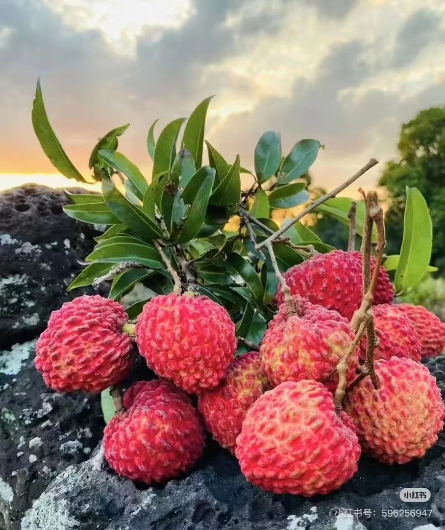 【达吾福利】海南火山口荔枝王3/6斤装