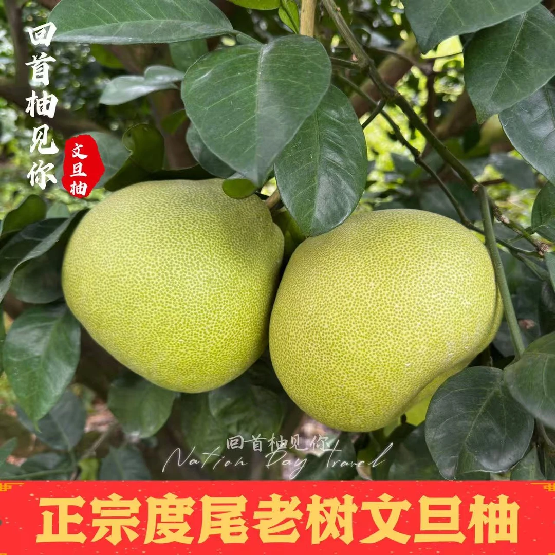 度尾红心文旦柚20斤装孕妇老少皆宜