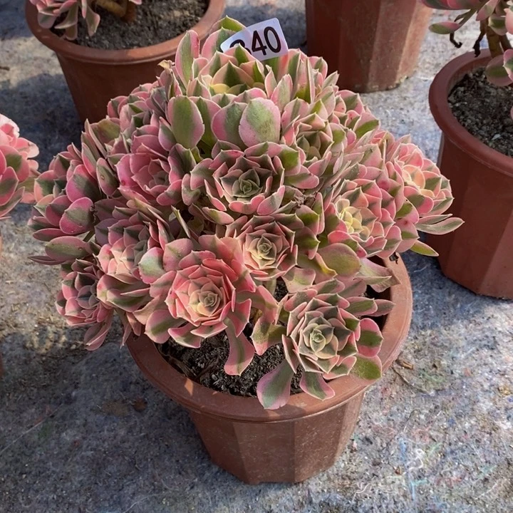 你***行女巫多肉植物340